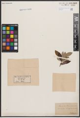 Salix aurita L. x Salix viminalis L.